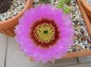 Echinocereus reichenbachii