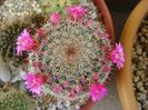Mammillaria matudae