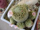Mammillaria schiedeana ssp. giselae