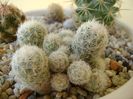Escobaria sneedii ssp. leei