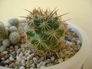 Escobaria ancistracantha, Coll. Joseph Odehral