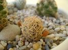 Escobaria nellieae (minima)
