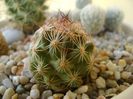 Escobaria hesteri