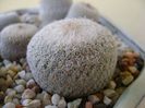 Epithelantha micromeris ssp. greggii