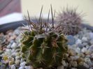 Eriosyce taltalensis v. floccosa (Pyrrhocactus floccosus)
