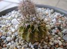 Eriosyce taltalensis v. floccosa (Pyrrhocactus floccosus)