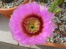 Echinocereus reichenbachii