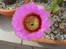 Echinocereus reichenbachii