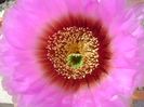 Echinocereus reichenbachii