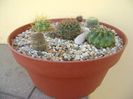 Grup de 5 cactusi