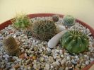 Grup de 5 cactusi