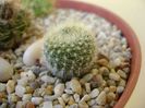 Brasilicactus haselbergii (Parodia haselbergii)