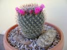 Mammillaria matudae