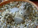 Grup de 2 Acanthocalycium