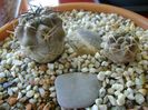 Grup de 2 Acanthocalycium