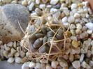 Acanthocalycium (Echinopsis) thionanthum