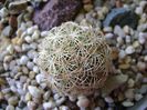 Coryphantha echinus SB377 Val Verde Co, TX