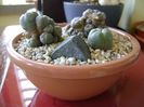 Grup de 3 Lophophora