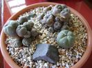 Grup de 3 Lophophora