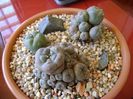 Grup de 3 Lophophora