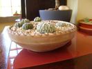 Grup de 7 Astrophytum
