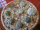 Grup de 7 Astrophytum