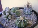 Grup de 5 cactusi