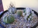 Grup de 5 cactusi