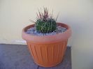 Echinofossulocactus multicostatus