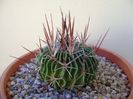 Echinofossulocactus multicostatus