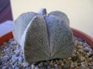 Astrophytum coahuilense