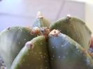 Astrophytum myriostigma v. nudum