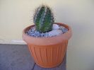 Thelocactus bicolor ssp. pottsii