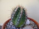 Thelocactus bicolor ssp. pottsii