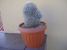 Mammillaria bocasana multilanata