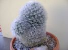 Mammillaria bocasana multilanata
