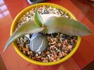 Agave gypsophila