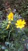 Coreopsis lanceolata Sterntaler