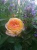 Rosoman Janon - prima floare, sfarsit de mai