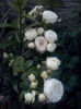 CAM01831
