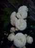 CAM01837