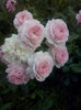 CAM01845