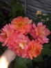 CAM01862