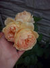CAM01865
