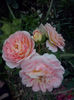 CAM01874
