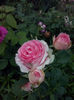 CAM01877