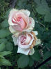 CAM01883