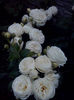 CAM01903
