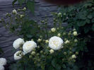 CAM01904