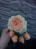 CAM01906